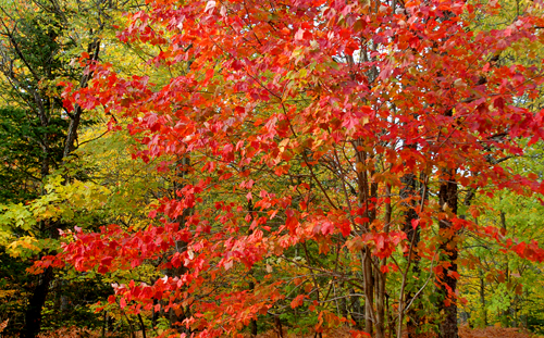 Curtis Mi Fall Color Report Up Fall Color Report